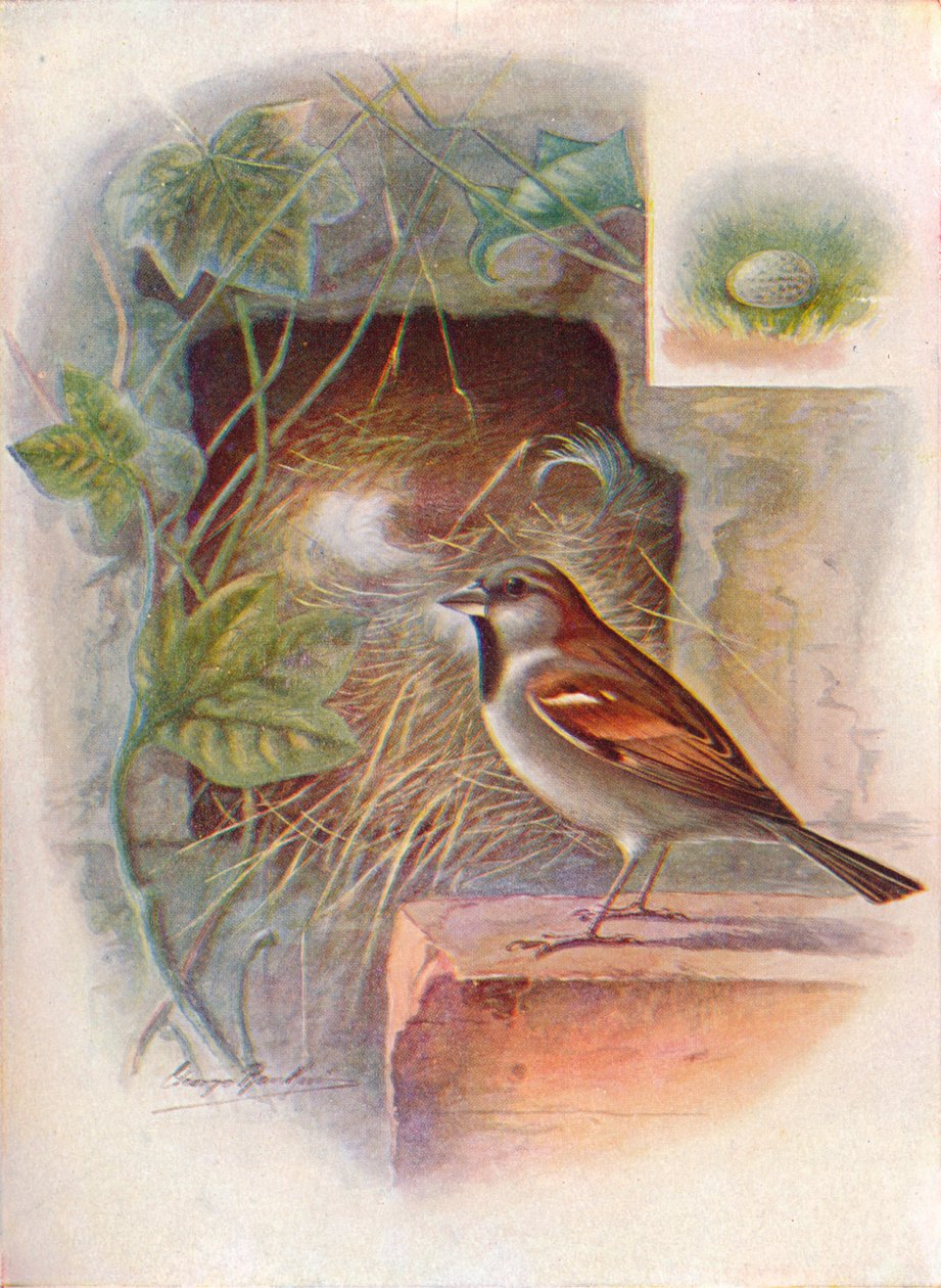 Házi veréb -- Passer domesticus, c1910, 1910 alkotó: George James Rankin