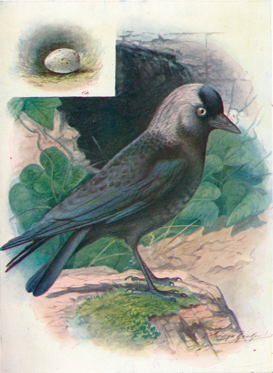 Kakas - Corvus monedula, c1910, 1910 alkotó: George James Rankin