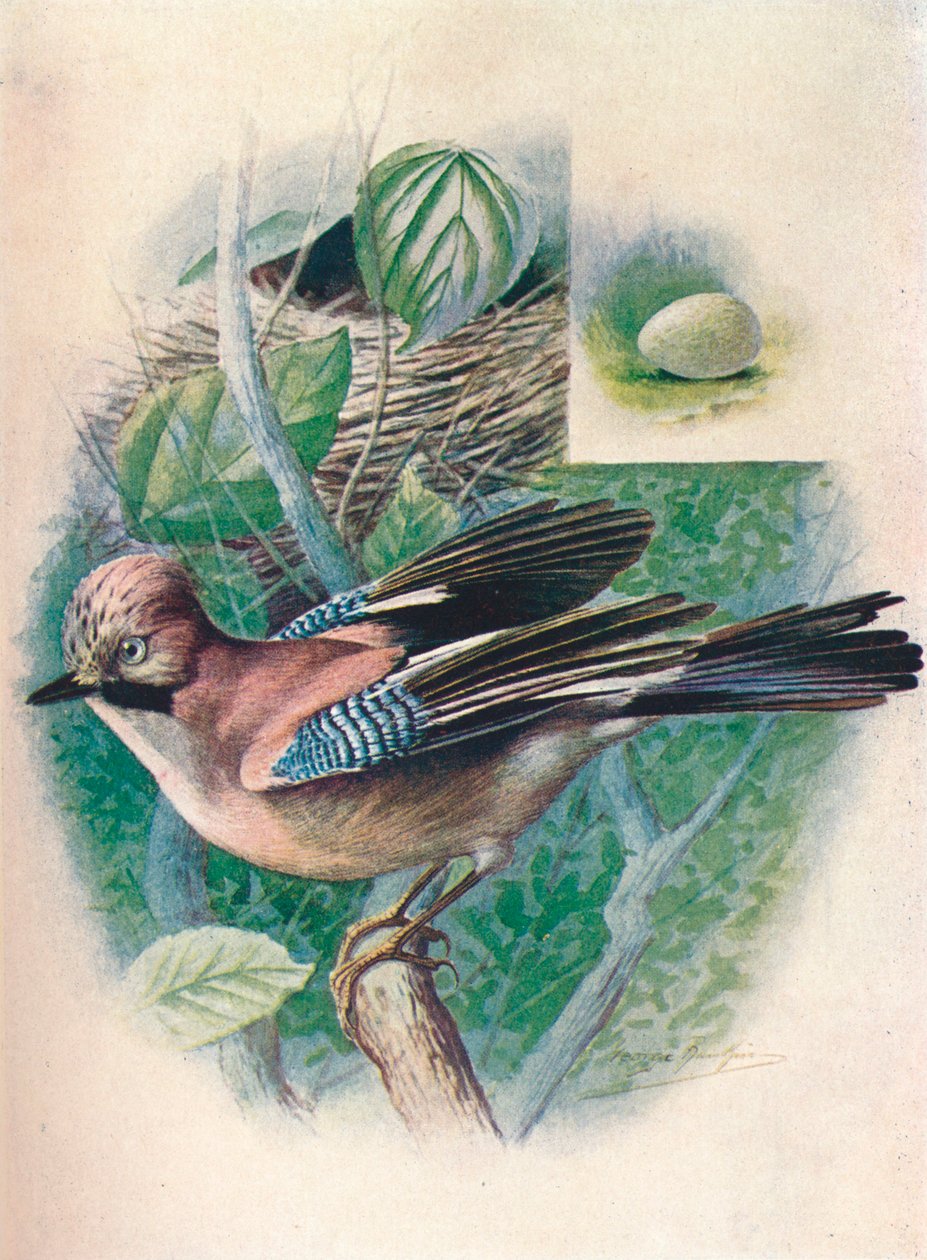 Jay-Garrulus glandarius, c1910, 1910 alkotó: George James Rankin
