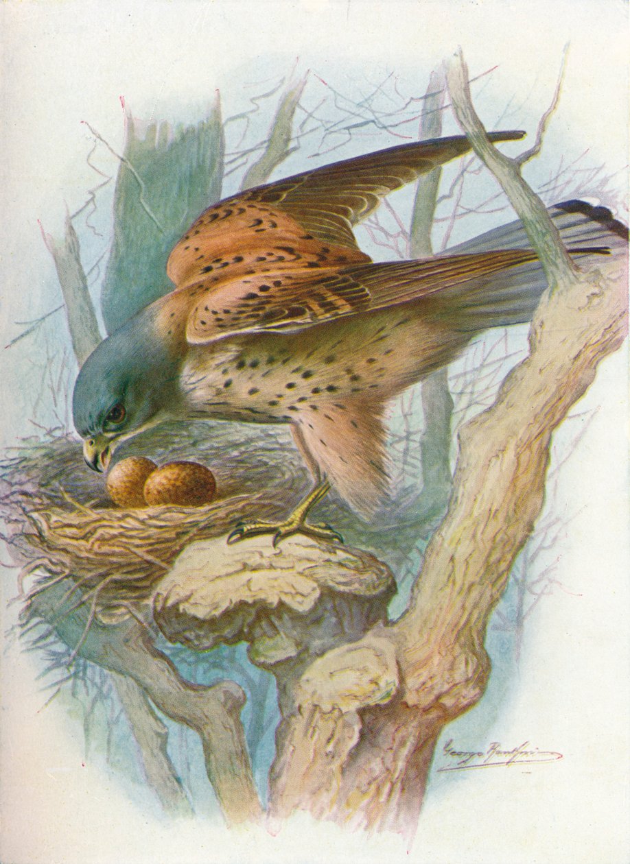 Kestrel - Falco tinnunculus, c1910, 1910 alkotó: George James Rankin