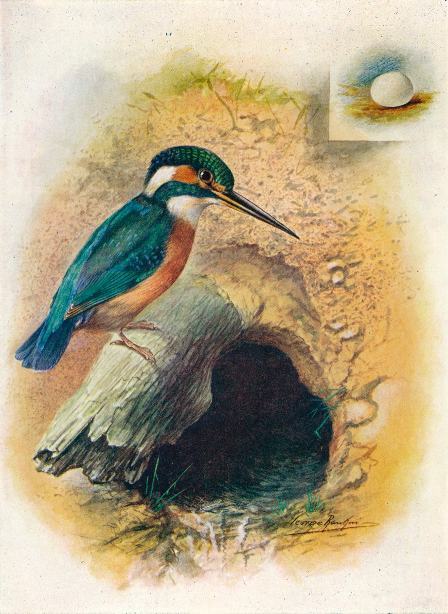 Jégmadár – Alcedo ispida, c1910, 1910 alkotó: George James Rankin