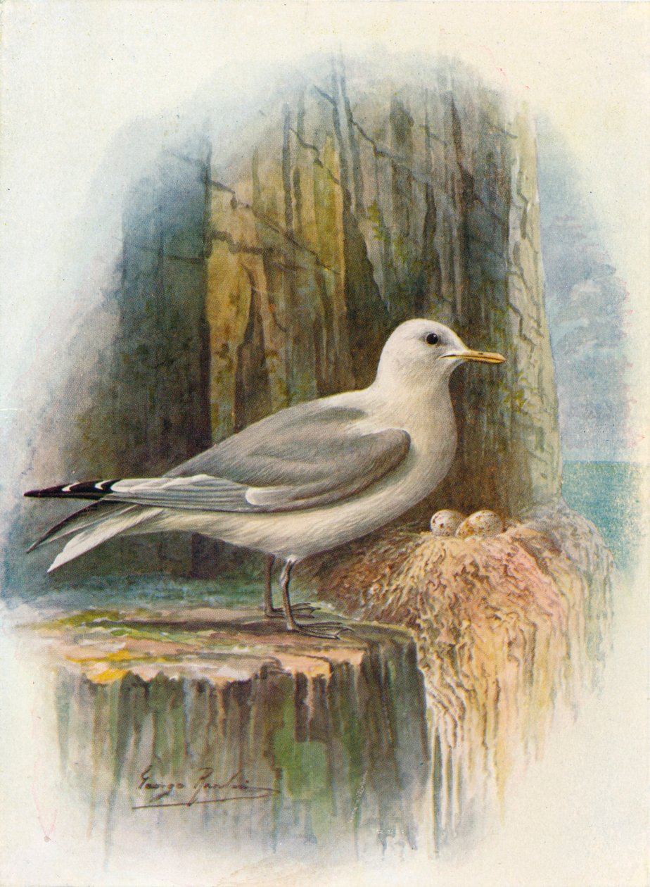 Kittiwake – Rissa tridactyla, c1910, 1910 alkotó: George James Rankin