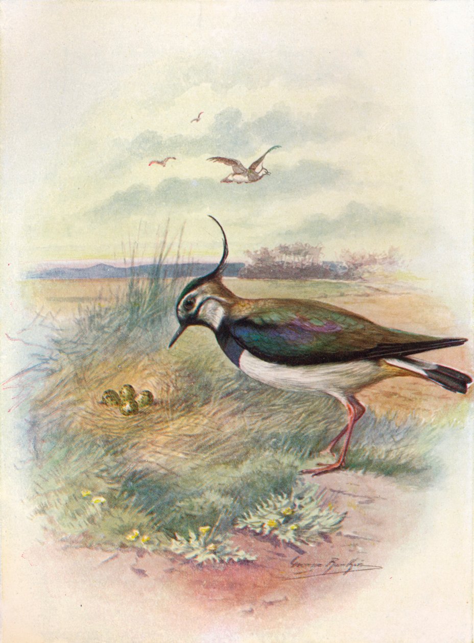 Lapwing vagy Peewit – Vnellus vulgaris, c1910, 1910 alkotó: George James Rankin