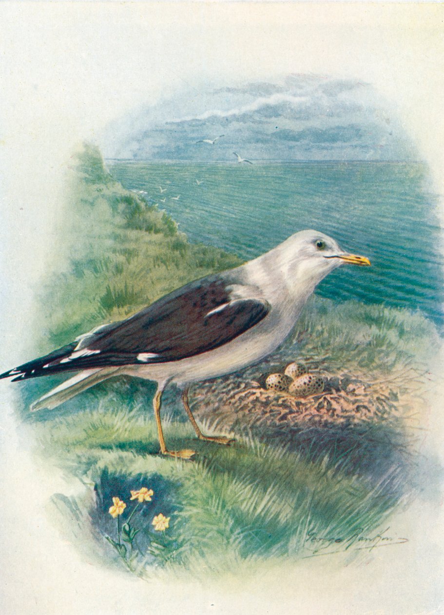 Kis fekete hátú sirály - Larus fuscus, c1910, 1910 alkotó: George James Rankin