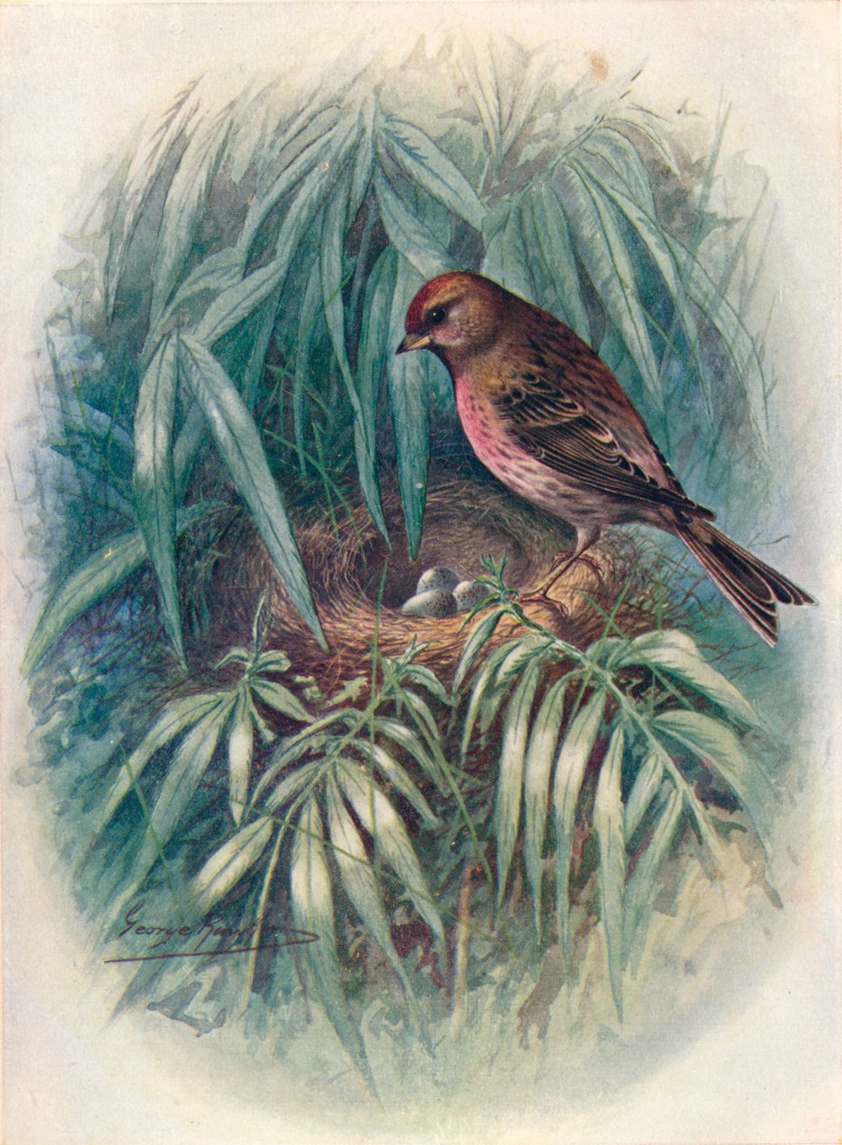 Lesser Redpoll – Linota rufescens, c1910, 1910 alkotó: George James Rankin