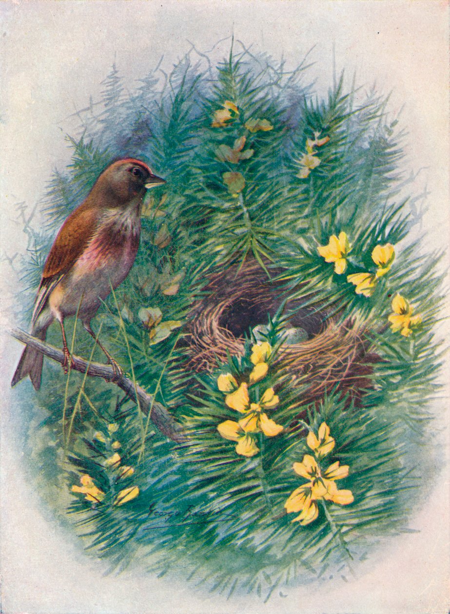 Linnet – Linota cannabina, c1910, 1910 alkotó: George James Rankin