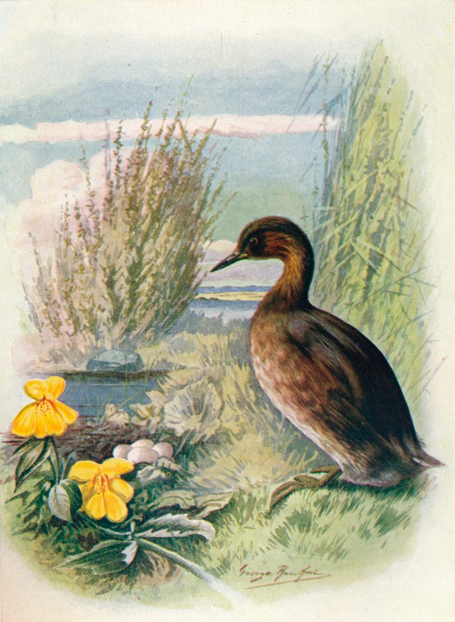 Little Grebe or Dabchick – Podicipes fluviatilis, c1910, 1910 alkotó: George James Rankin
