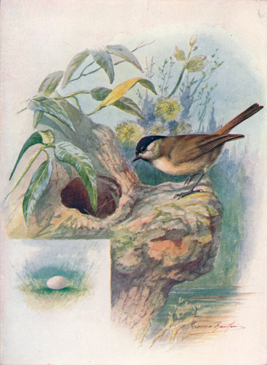 Mocsárcinege – Parus palustris, c1910, 1910 alkotó: George James Rankin