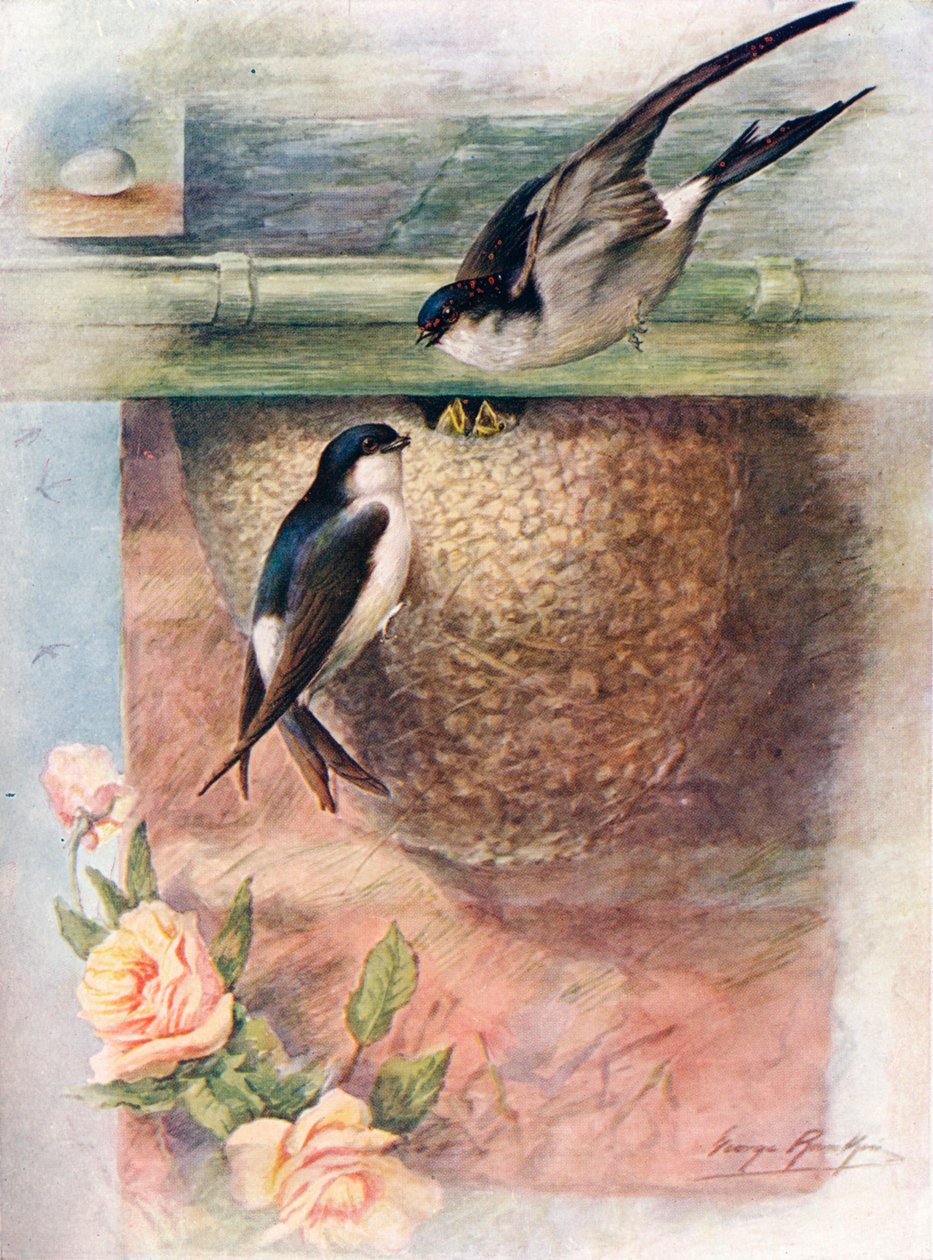 Martin - Chelidon urbica, c1910, 1910 alkotó: George James Rankin
