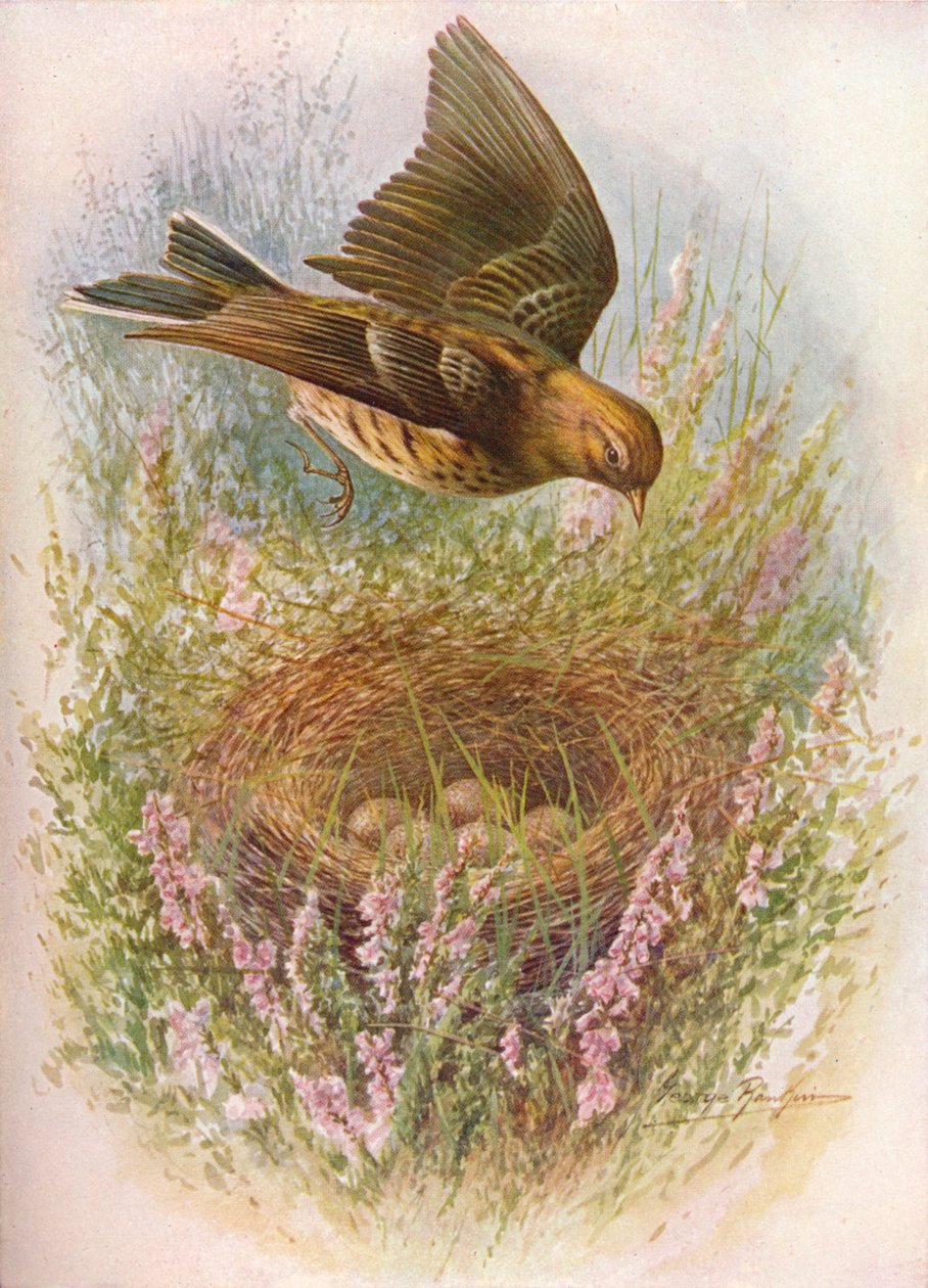 Meadow-Pipit vagy Titlark - Anthus pratensis, c1910, 1910 alkotó: George James Rankin
