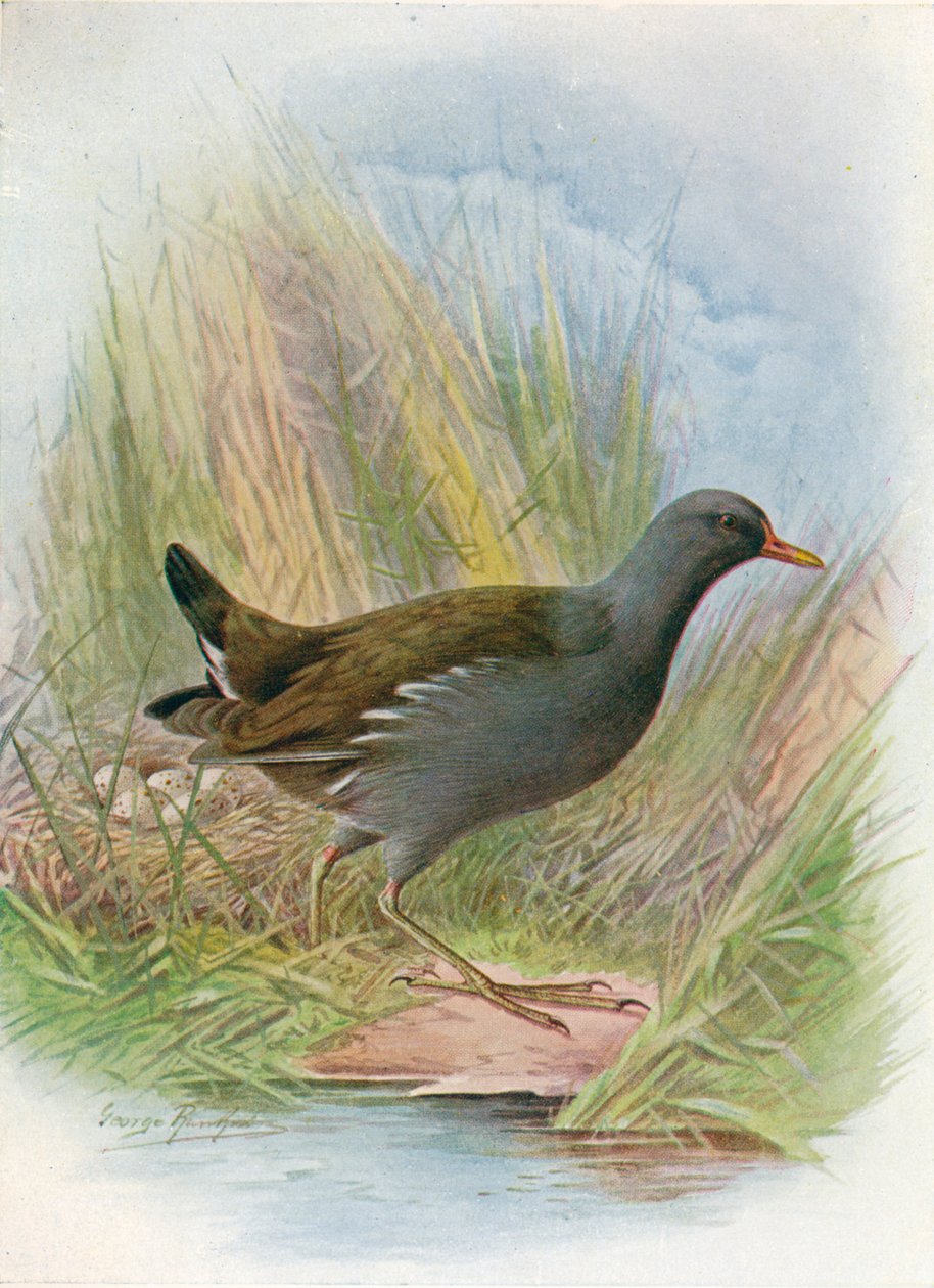 Moorhen vagy Waterhen - Gallinula chloropus, c1910, 1910 alkotó: George James Rankin