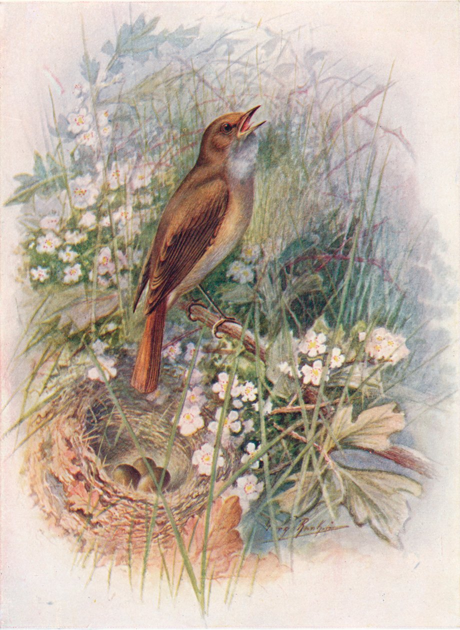 Nightingale – Daulias luscinia, c1910, 1910 alkotó: George James Rankin