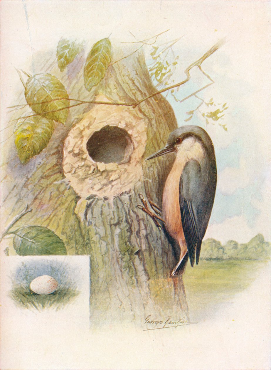 Nut-Hatch – Sitta caesia, c1910, 1910 alkotó: George James Rankin