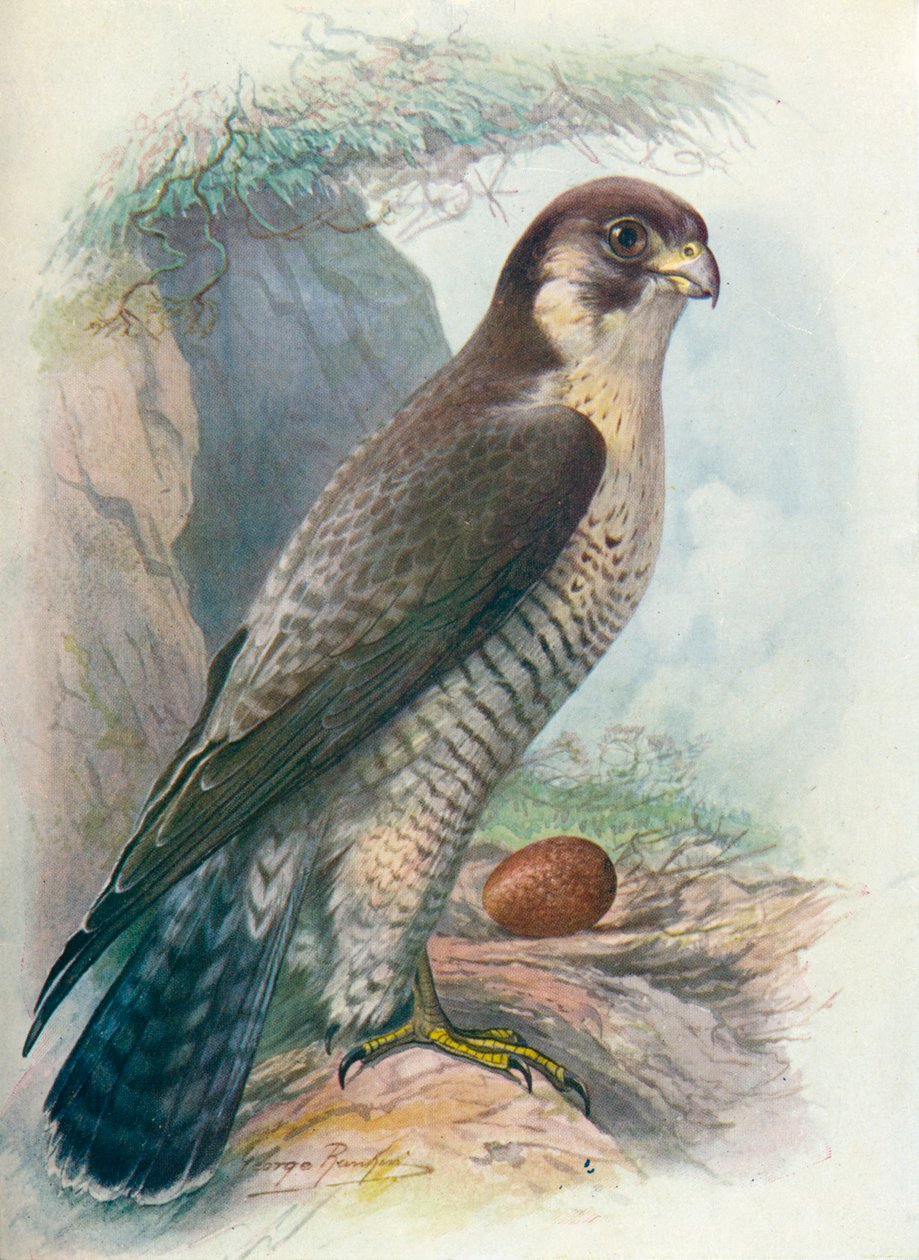 Vándorsólyom – Falco peregrinus, c1910, 1910 alkotó: George James Rankin