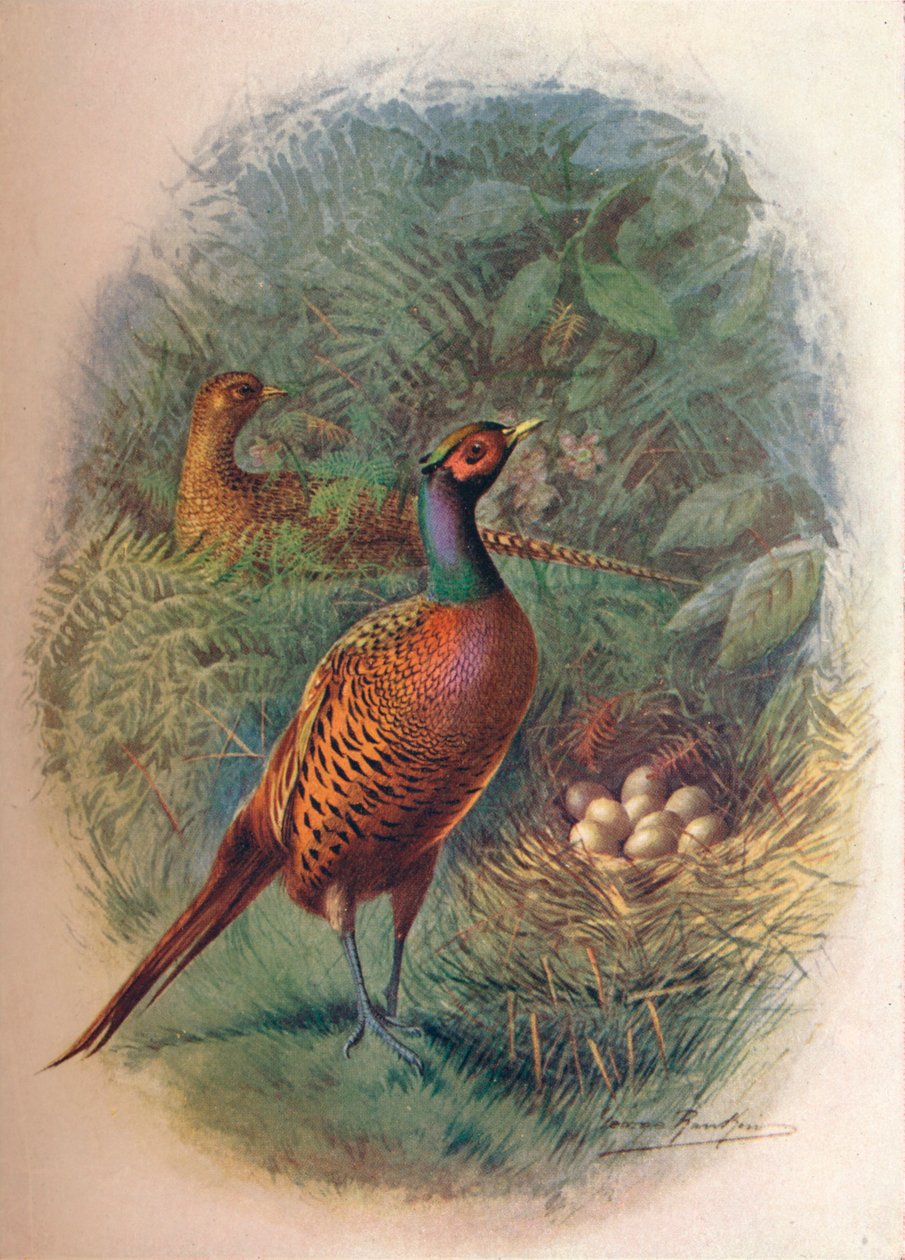 Fácán – Phasianus colchicus, c1910, 1910 alkotó: George James Rankin