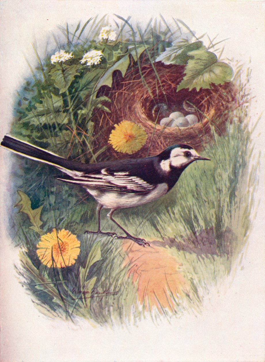 Kötött billegető – Motacilla lugubris, c1910, 1910 alkotó: George James Rankin