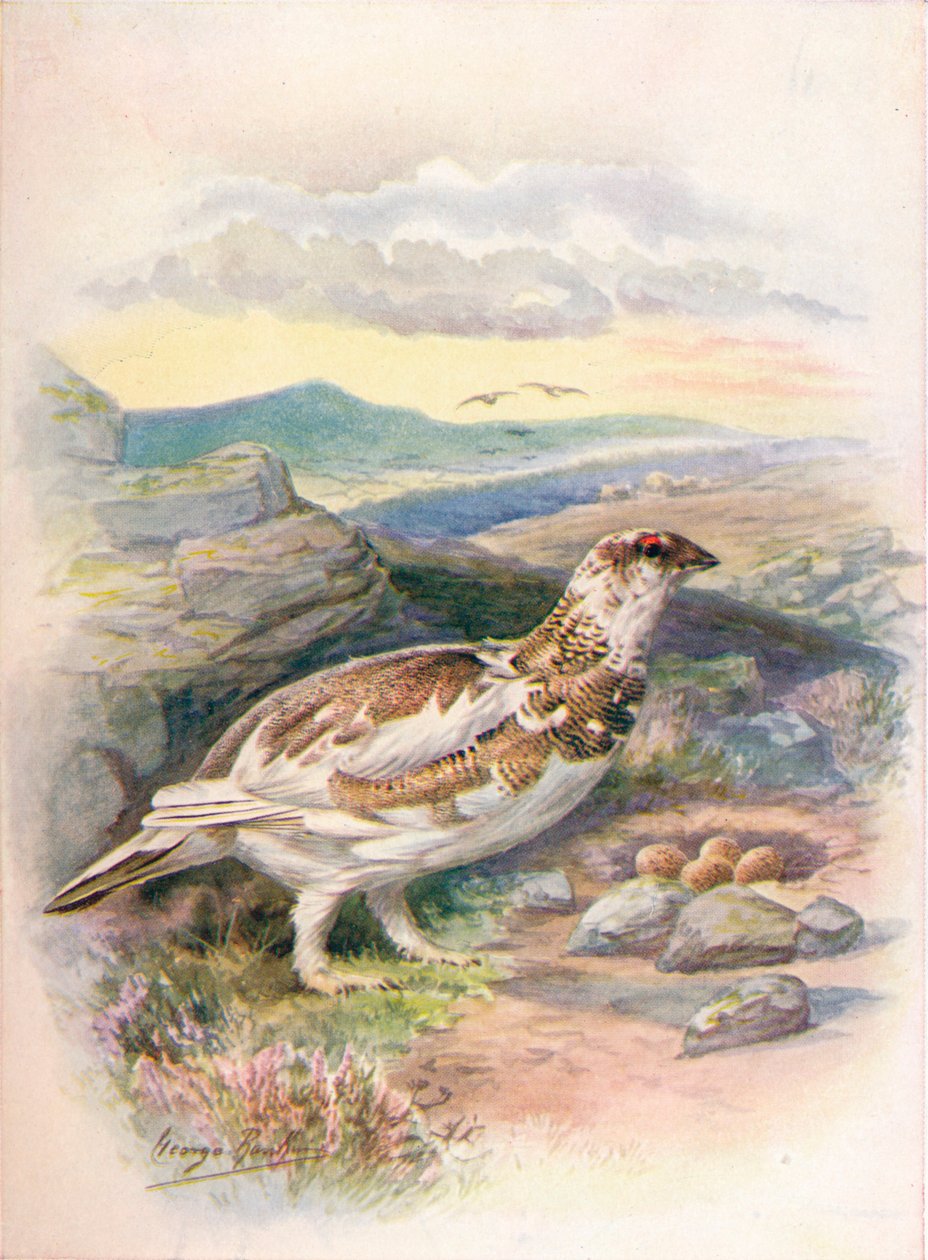 Ptarmigan – Lagopus mutus, c1910, 1910 alkotó: George James Rankin
