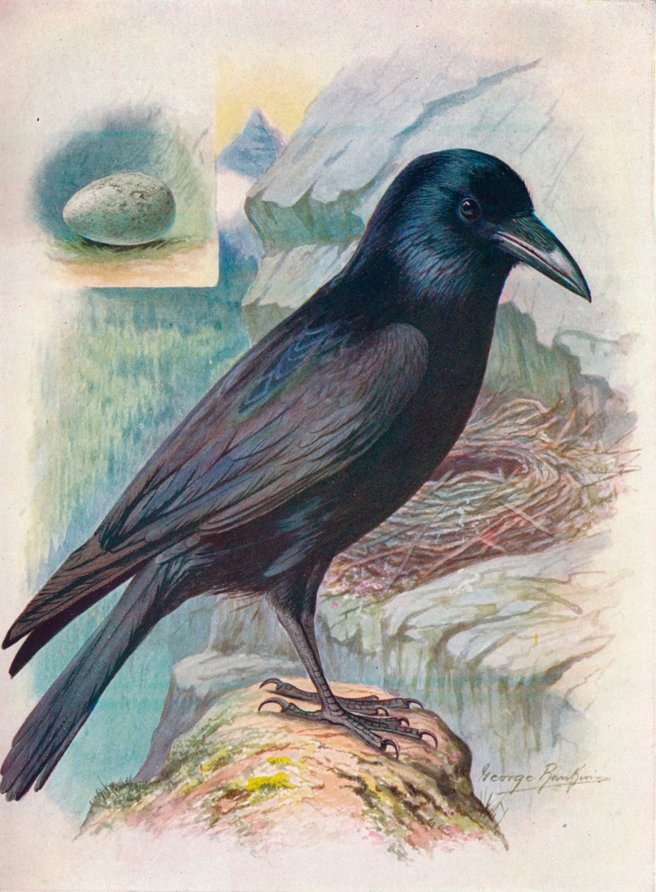 Holló – Corvus corax, c1910, 1910 alkotó: George James Rankin