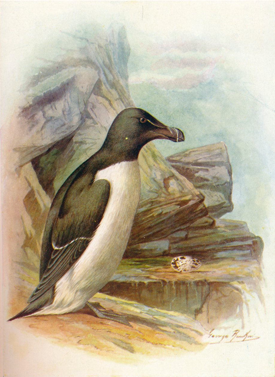 Razorbill – Alca torda, c1910, 1910 alkotó: George James Rankin