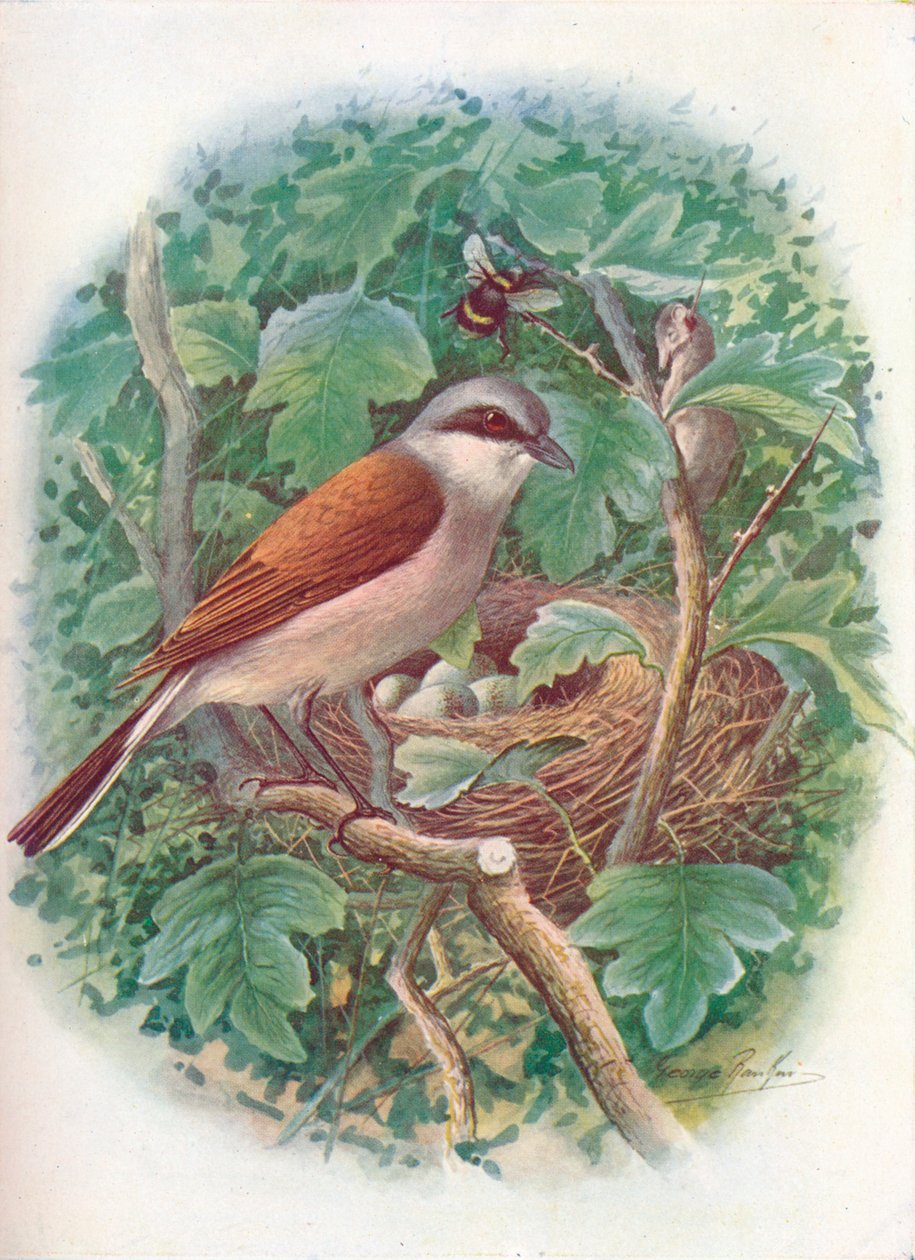 Vöröshátú sikló – Lanius collurio, c1910, 1910 alkotó: George James Rankin