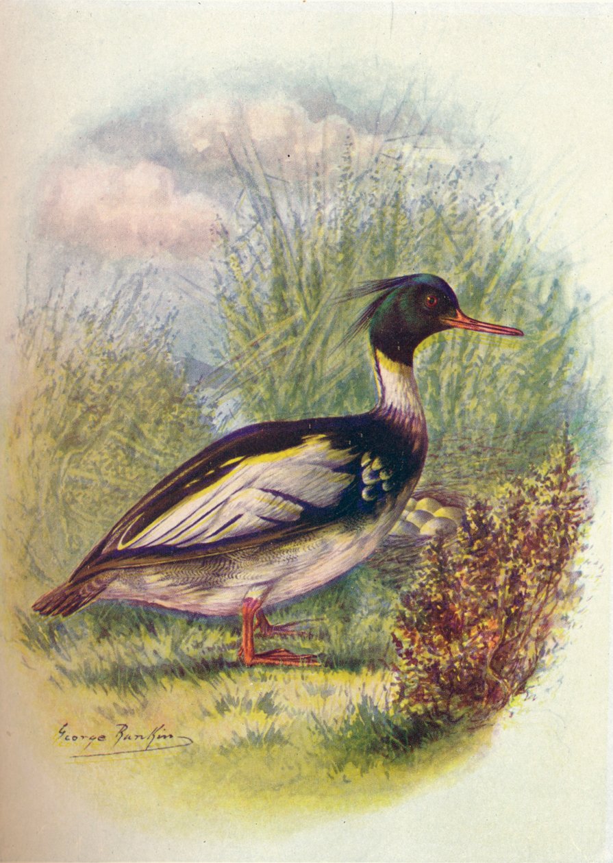 Vörösmellű lány – Mergus serrator, c1910, 1910 alkotó: George James Rankin