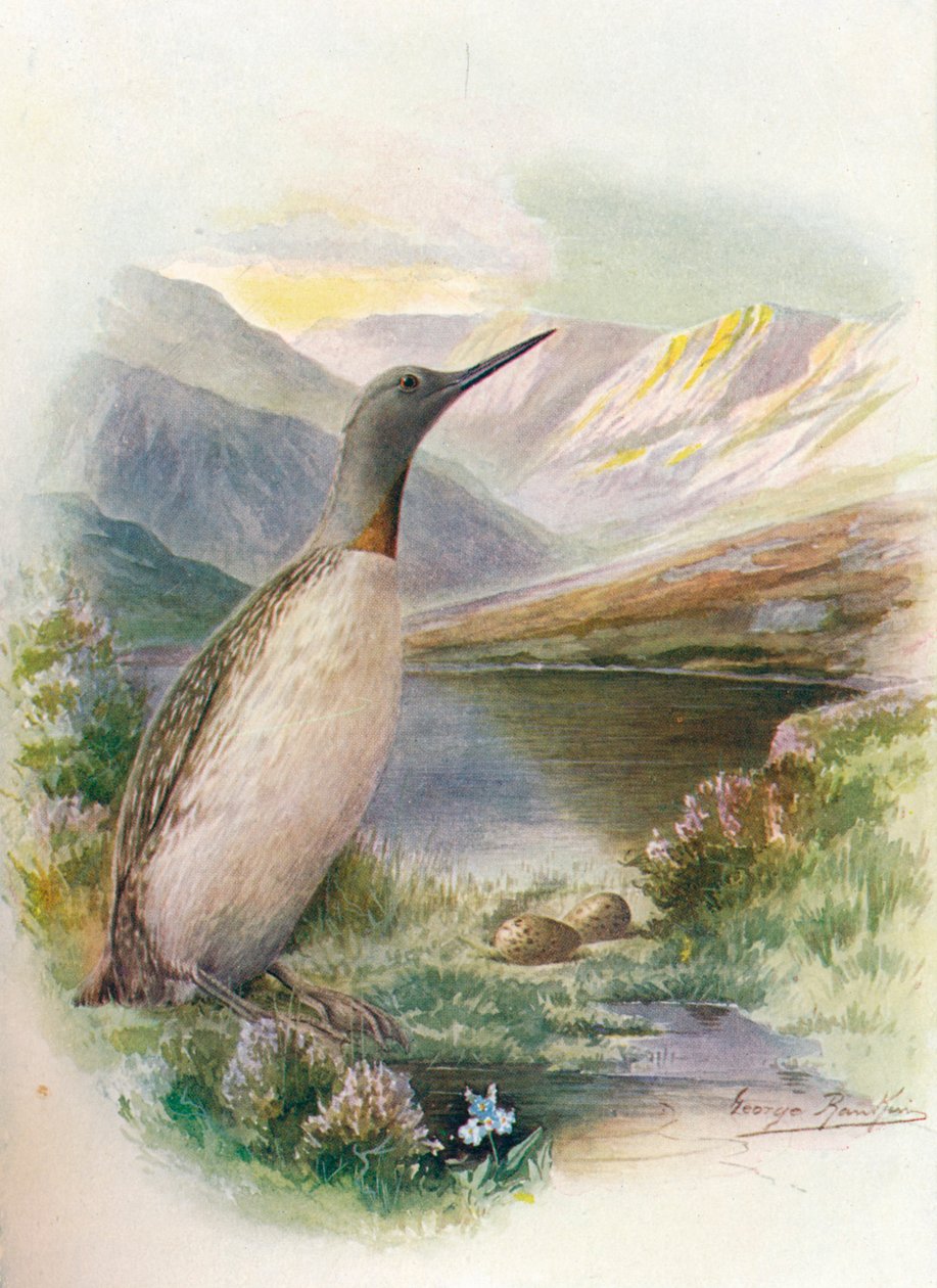 Vöröstorkú búvár – Colymbus septentrionalis, c1910, 1910 alkotó: George James Rankin