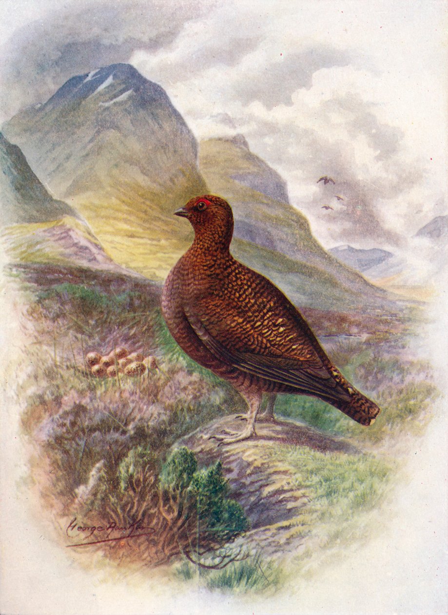 Vörös fajd - Lagopus scoticus, c1910, 1910 alkotó: George James Rankin