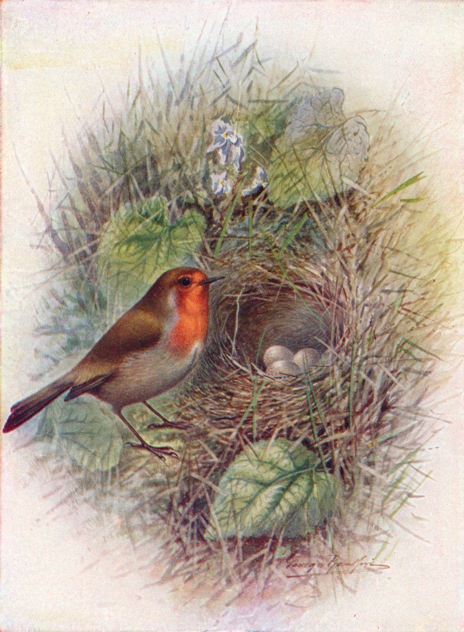 Redbreast vagy Robin – Erithacus rubecula, c1910, 1910 alkotó: George James Rankin