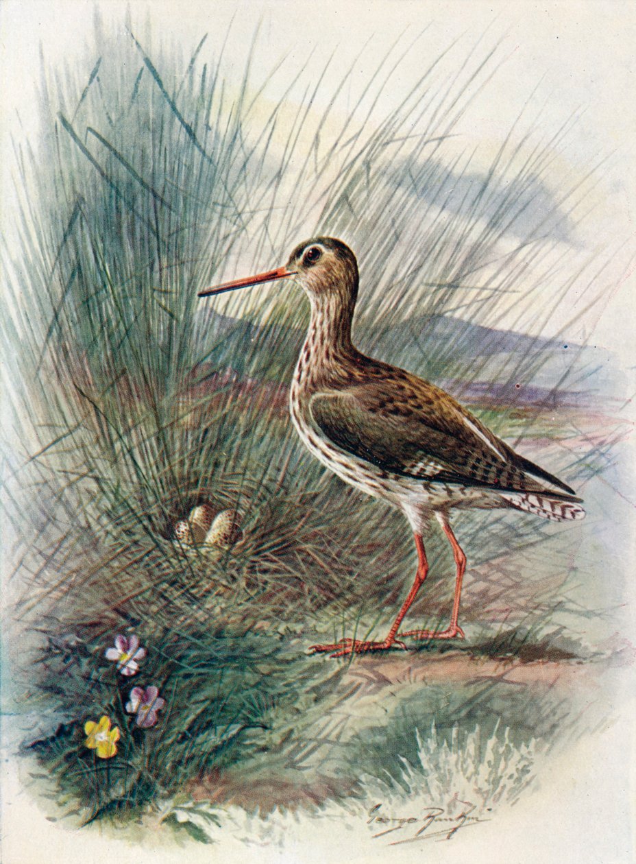 Redshank – Totanus calidris, c1910, 1910 alkotó: George James Rankin