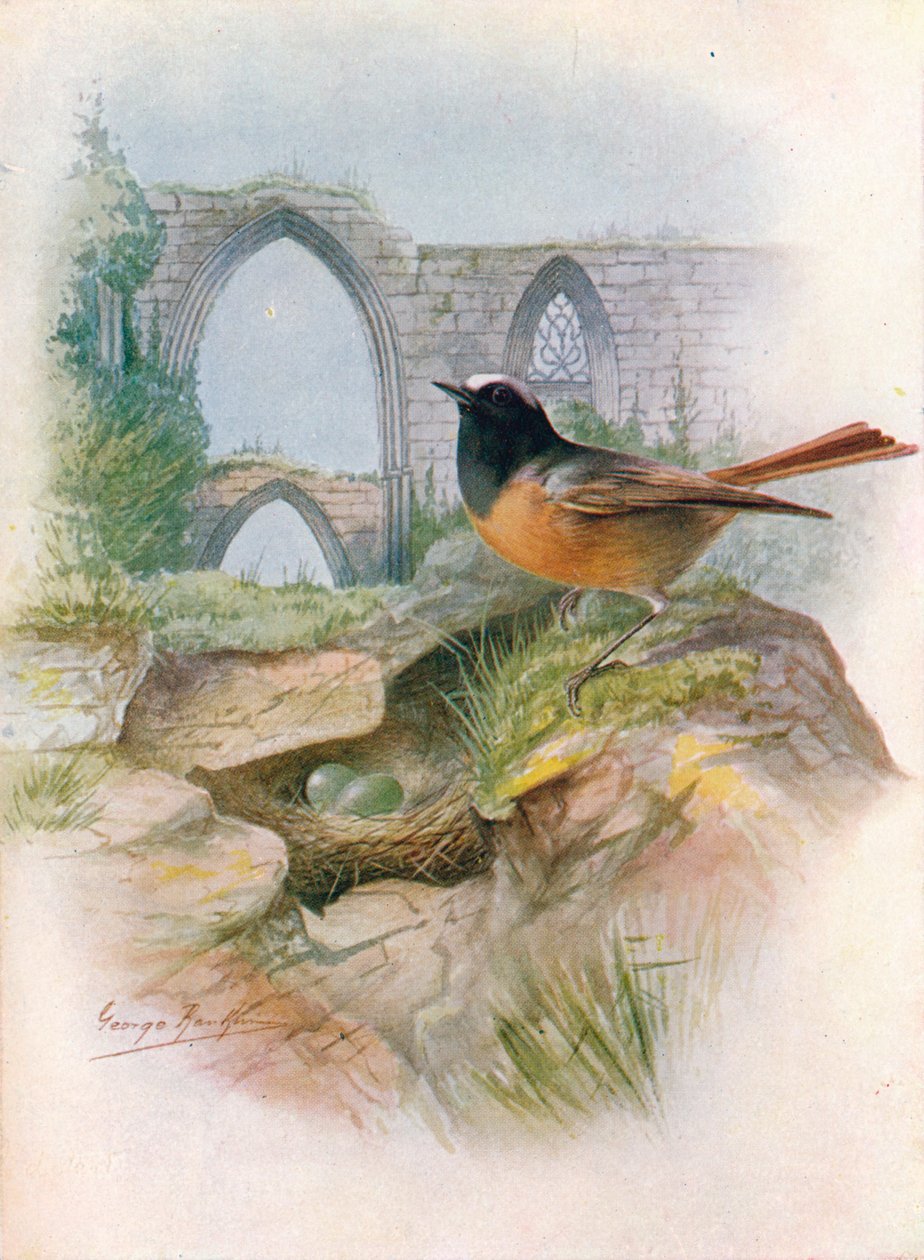 Redstart – Ruticilla phoenicurus, c1910, 1910 alkotó: George James Rankin