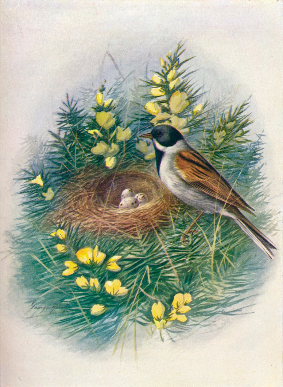 Nádsármány – Embriza schoeniclus, c1910, 1910 alkotó: George James Rankin