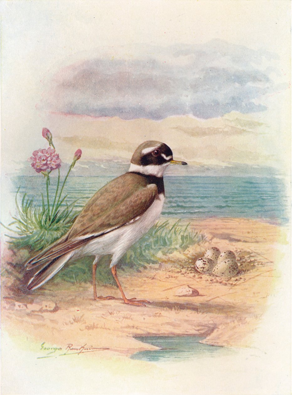 Gyűrűs lile – Aegialitis hiaticola, c1910, 1910 alkotó: George James Rankin