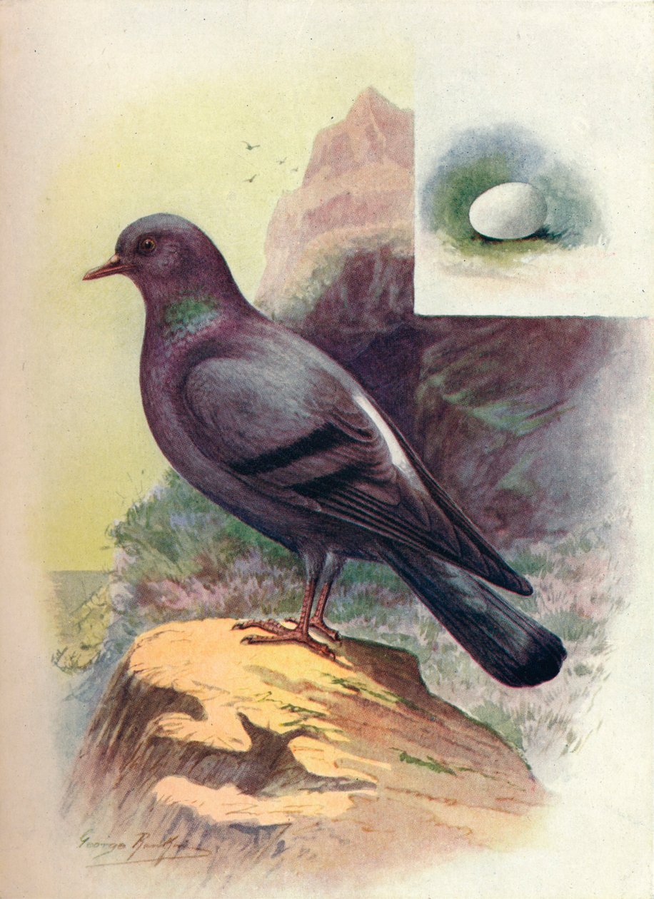 Sziklagalamb – Columba livia, c1910, 1910 alkotó: George James Rankin