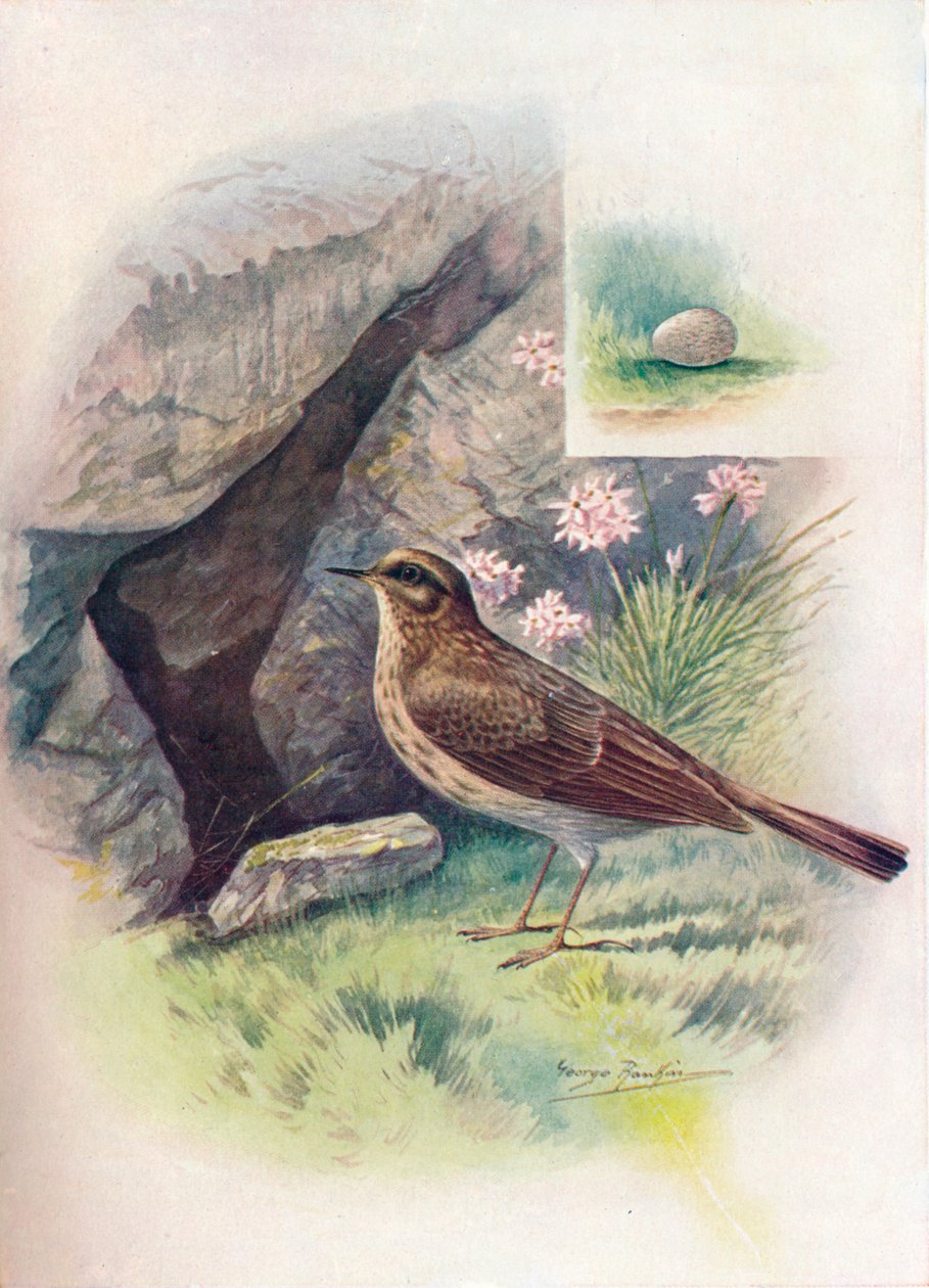 Rock-Pipit – Anthus obscurus, c1910, 1910 alkotó: George James Rankin