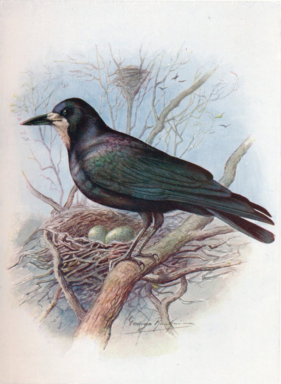 Rook - Corvus frugilegus, c1910, 1910 alkotó: George James Rankin