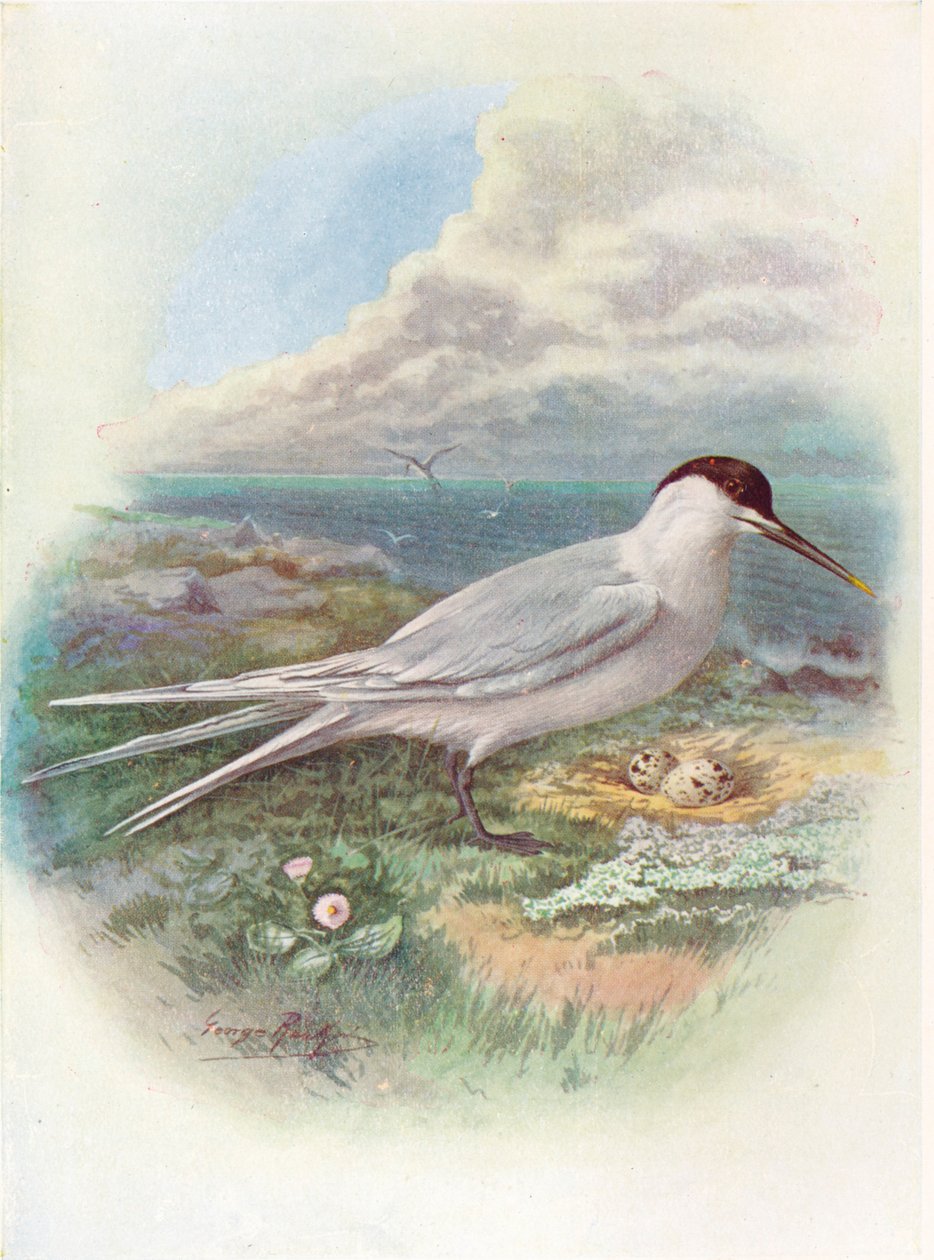 Szendvicscsér – Sterna cantiaca, c1910, 1910 alkotó: George James Rankin