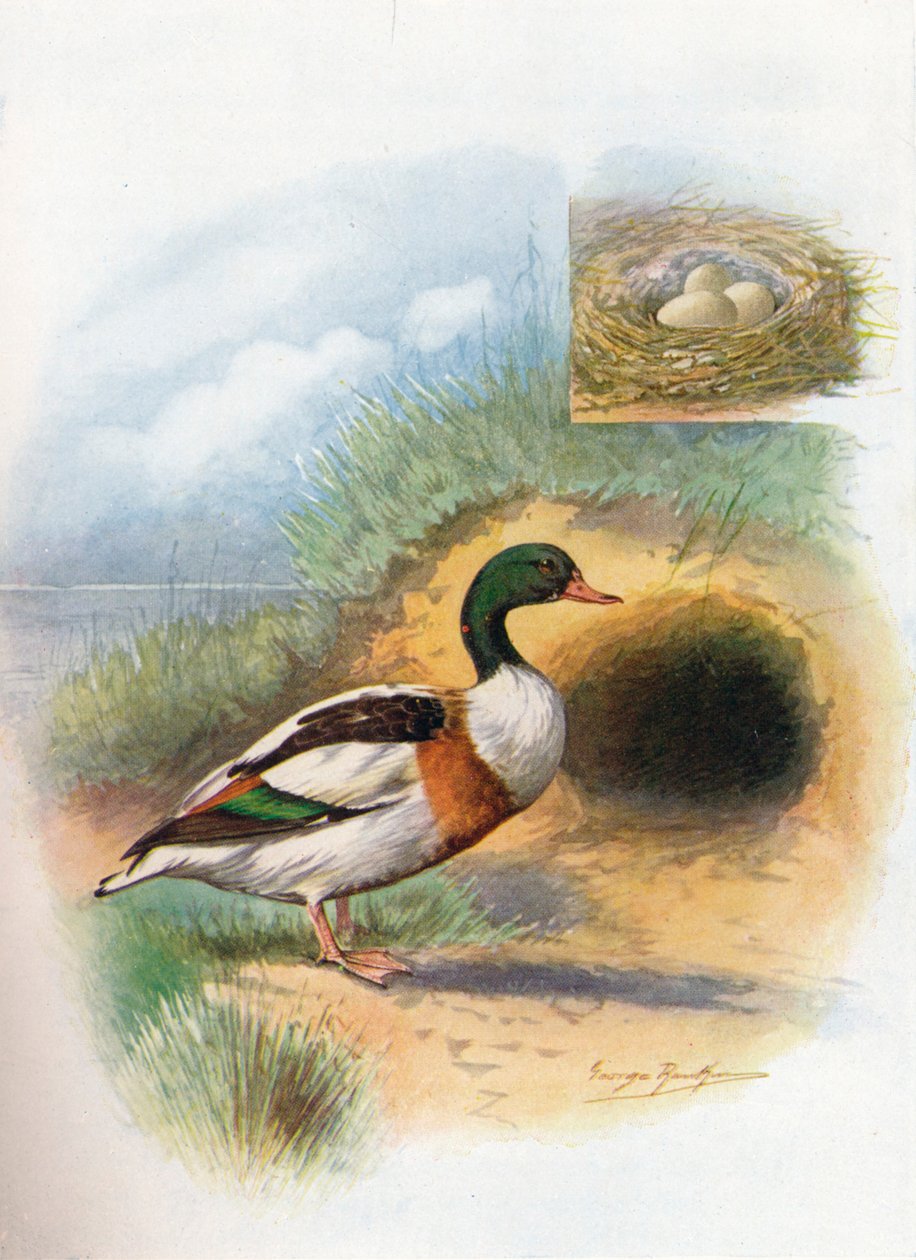 Sheld-Duck vagy Sheldrake – Tadorna cornuta, c1910, 1910 alkotó: George James Rankin