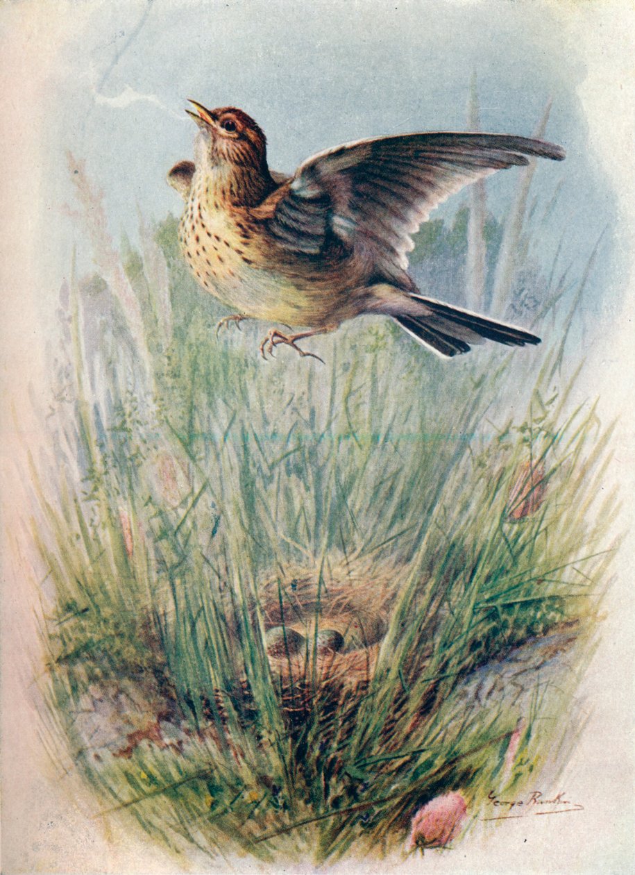 Skylark – Alauda arvensis, c1910, 1910 alkotó: George James Rankin