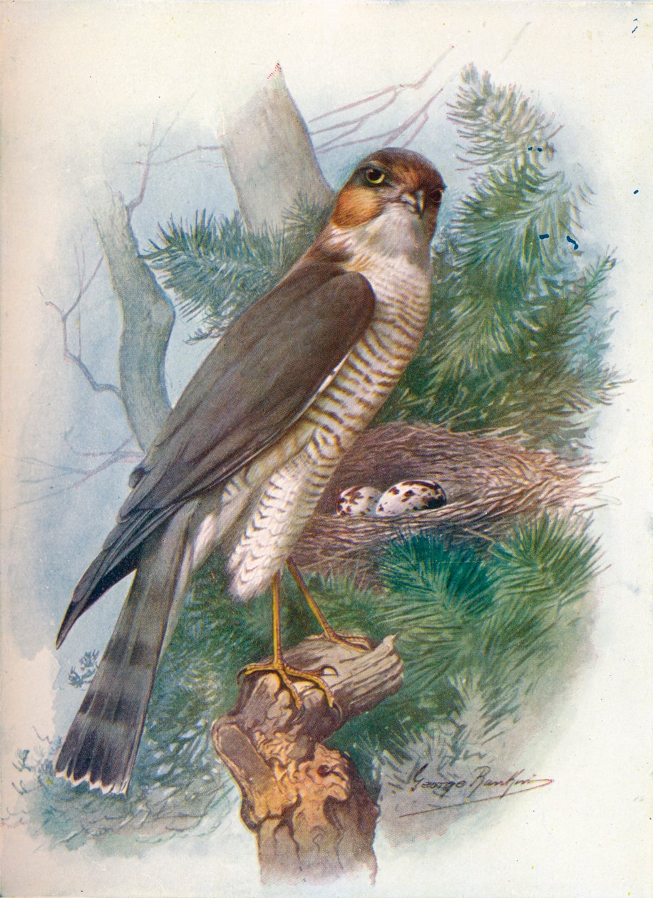 Sparrow-Hawk – Accipiter nisus, c1910, 1910 alkotó: George James Rankin