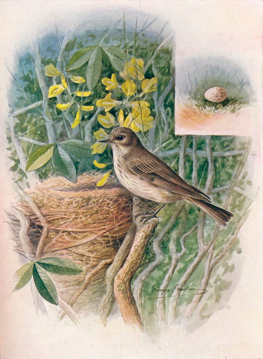Pettyes légyfogó - Muscicapa grisola, c1910, 1910 alkotó: George James Rankin