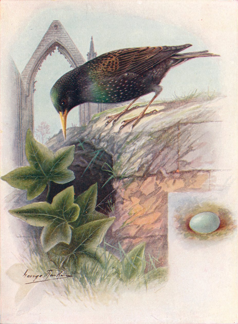 Seregély – Sturnus vulgaris, c1910, 1910 alkotó: George James Rankin