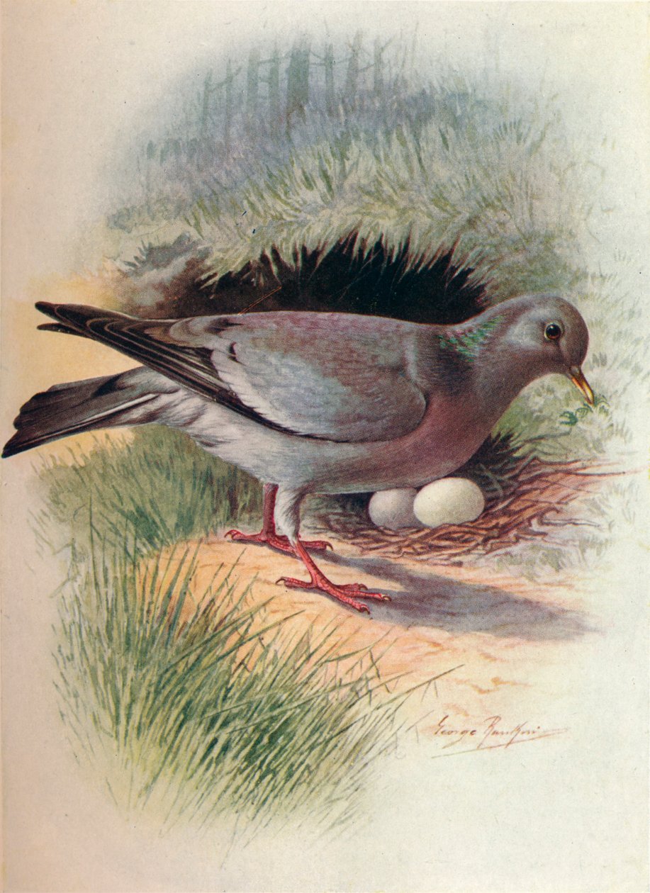 Stock-Dove – Columba oenas, 1910, 1910 alkotó: George James Rankin