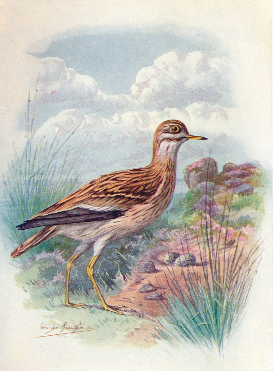 Stone-Curlew, Norfolk Plover vagy Thick-Knee - OEdicnemus scolopax, c1910, 1910 alkotó: George James Rankin