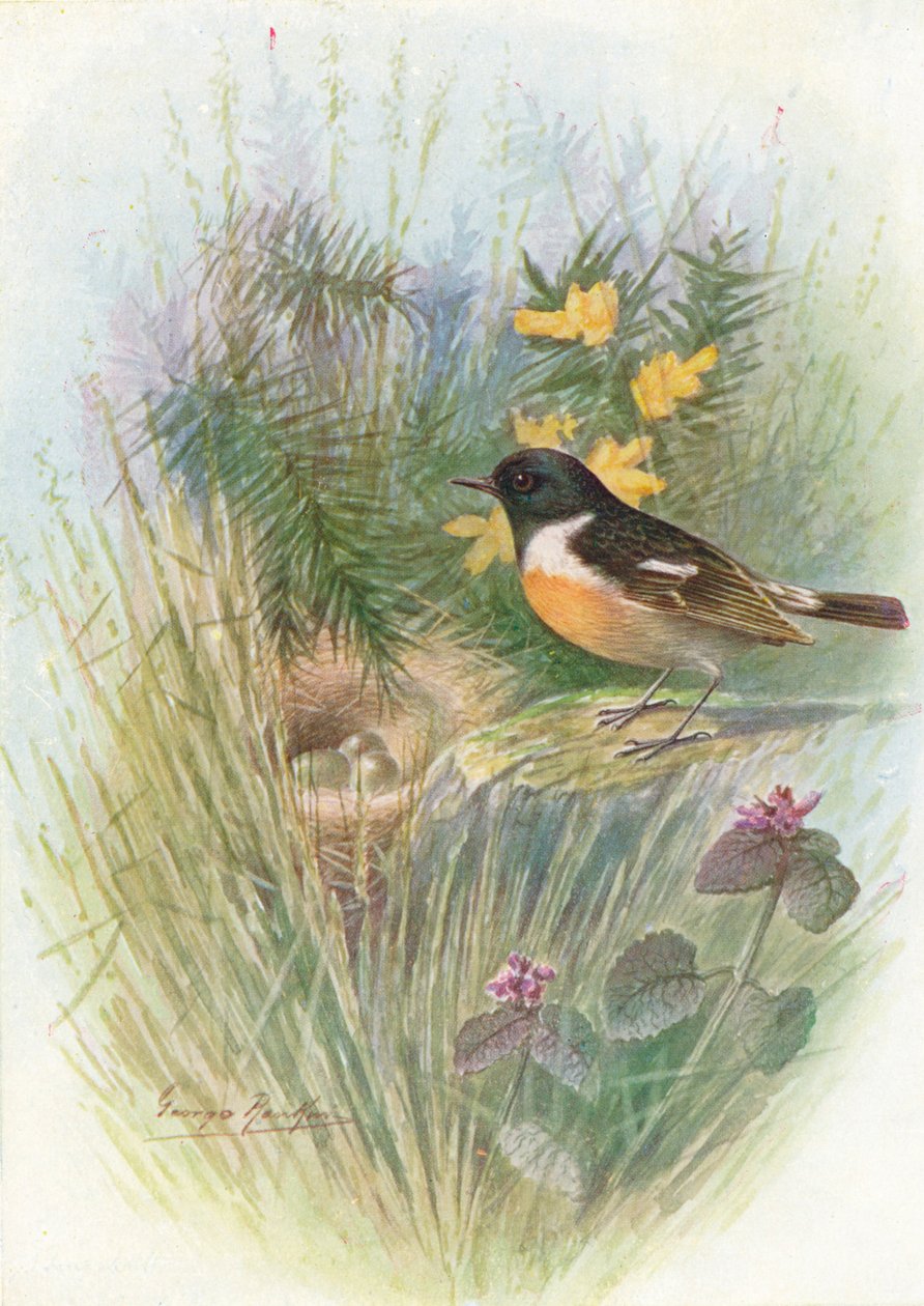 Stonechat – Pratincola rubicola, c1910, 1910 alkotó: George James Rankin