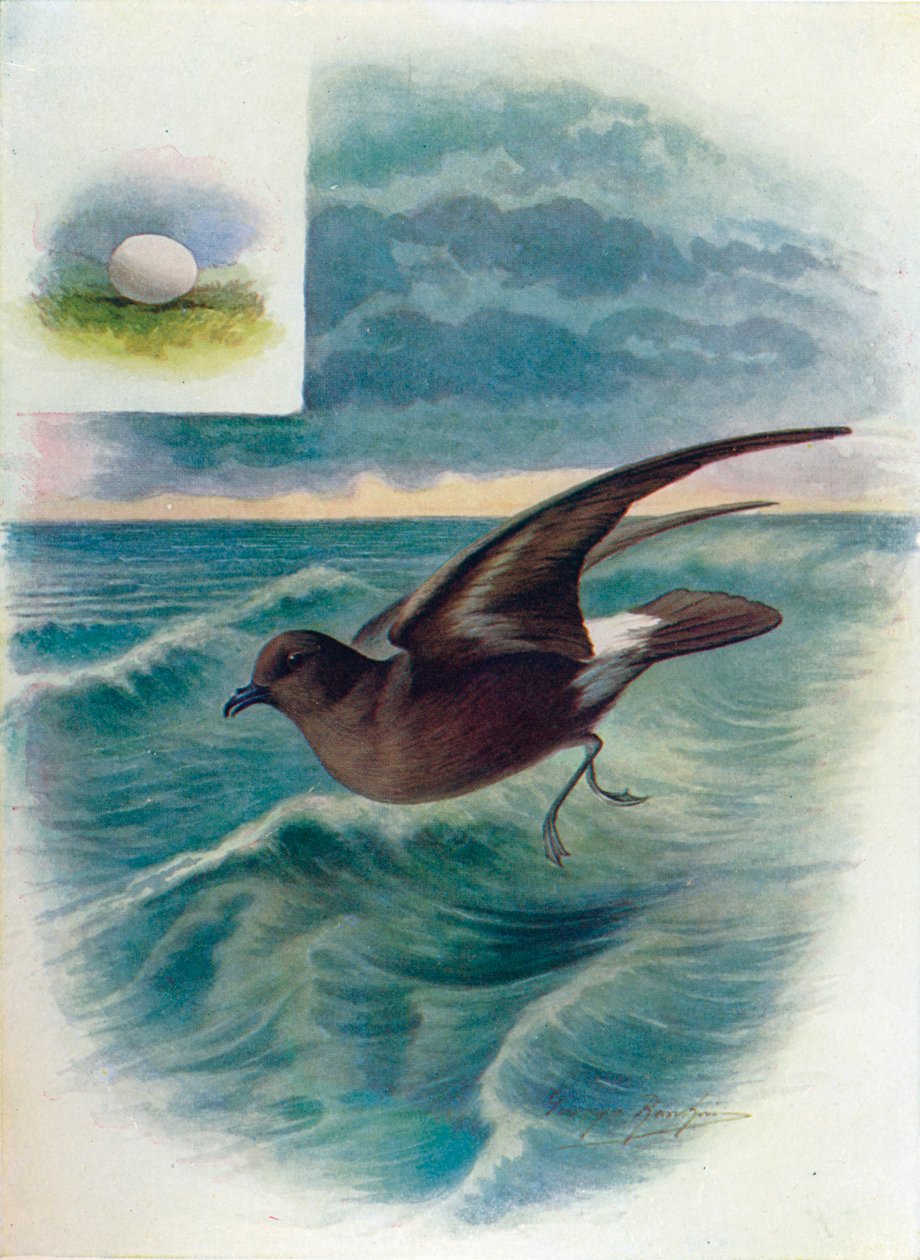 Storm Petrel – Procellaria pelagica, c1910, 1910 alkotó: George James Rankin
