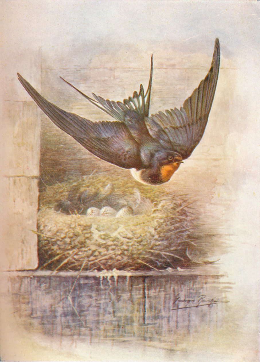Fecske – Hirundo rustica, c1910, 1910 alkotó: George James Rankin