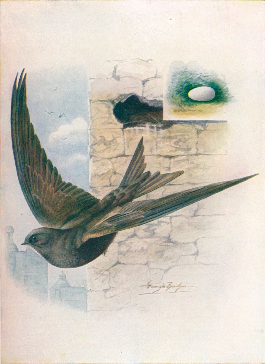 Swift – Cypselus apus, c1910, 1910 alkotó: George James Rankin