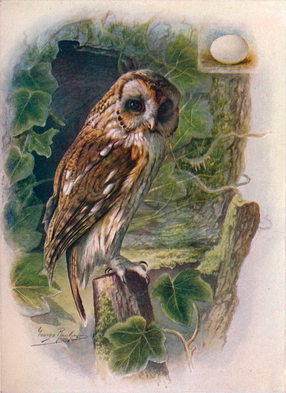 Tawny vagy barna bagoly – Syrnium aluco, c1910, 1910 alkotó: George James Rankin