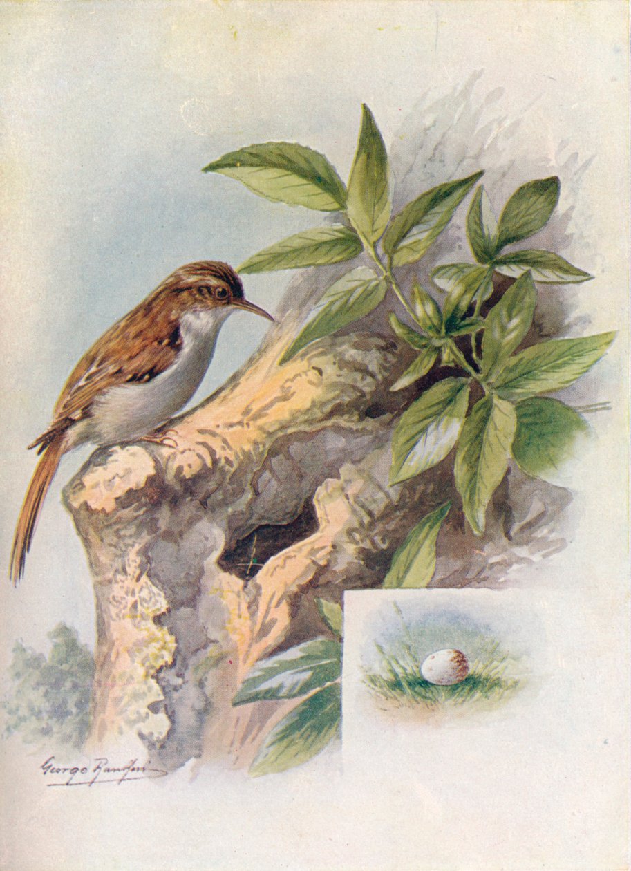 Kúszónövény - Certhia familiaris, c1910, 1910 alkotó: George James Rankin