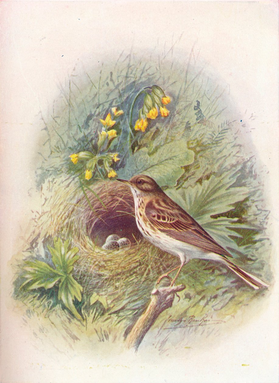 Tree-Pipit – Anthus trivialis, c1910, 1910 alkotó: George James Rankin